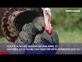 Video Now: What to know about turkey hunting season in RI