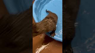 River Otter Pup Noises