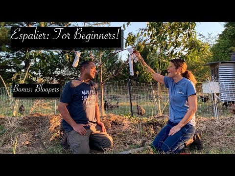 Training Fruit Trees (Espalier) For More Production! Plus Knot Tying