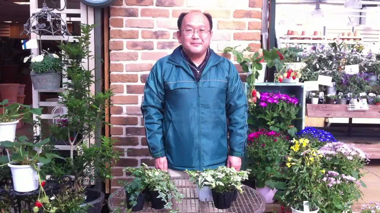 アイビー 様々な新品種のご紹介 - YouTube