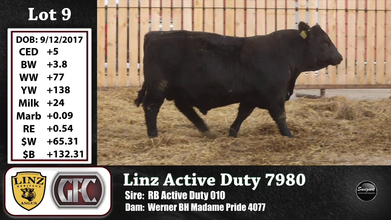 angus tasty Linz Gaffney Lot 9