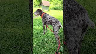#DreamTrackAI Monty My German Shorthaired Pointer Monty Freezes Like a Statue #Shorts