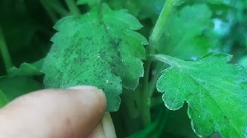 Bông cúc đại đóa tết 2023(26/11âl)xịt thuốc muỗi cho bông#ToanNguyen#0933760844