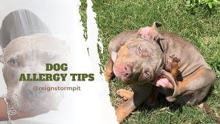 Tips That Help With Dog Allergies