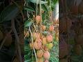 what a fruits || beautiful fruits