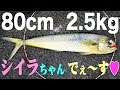 堤防で釣れる大きい魚　シイラを釣って食う　Mahi-mahi