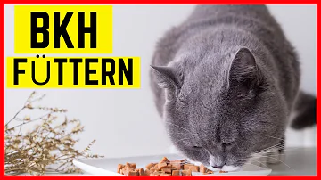 Was fressen Britisch Kurzhaar Katzen am liebsten?