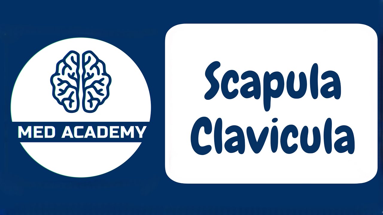 Qo’lning kamar suyaklari. (Kurak va o’mrov suyaklari.)