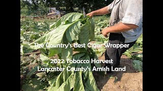 Harvesting Cigar Wrapper Tobacco In Lancaster's Amish Land
