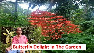 Butterfly Delight In The Garden Clerodendrum Paniculatum Pagoda Flower Butterfly Bush Care Tips