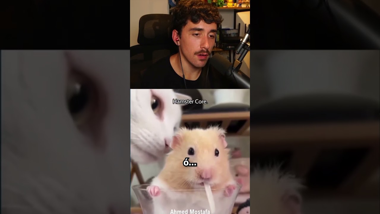 Por que hamsters se matam tanto, gente? kkkkk são tão fofos, mas tão frágeis 😭😭