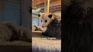 7 Animal Facts That Prove Biology Is A Completely Ruthless And Unforgiving Machine