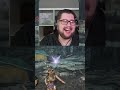 Fette Flei? | kingofkottlet auf Twitch