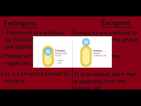 Video: Unterschied Zwischen Spore Und Endospore