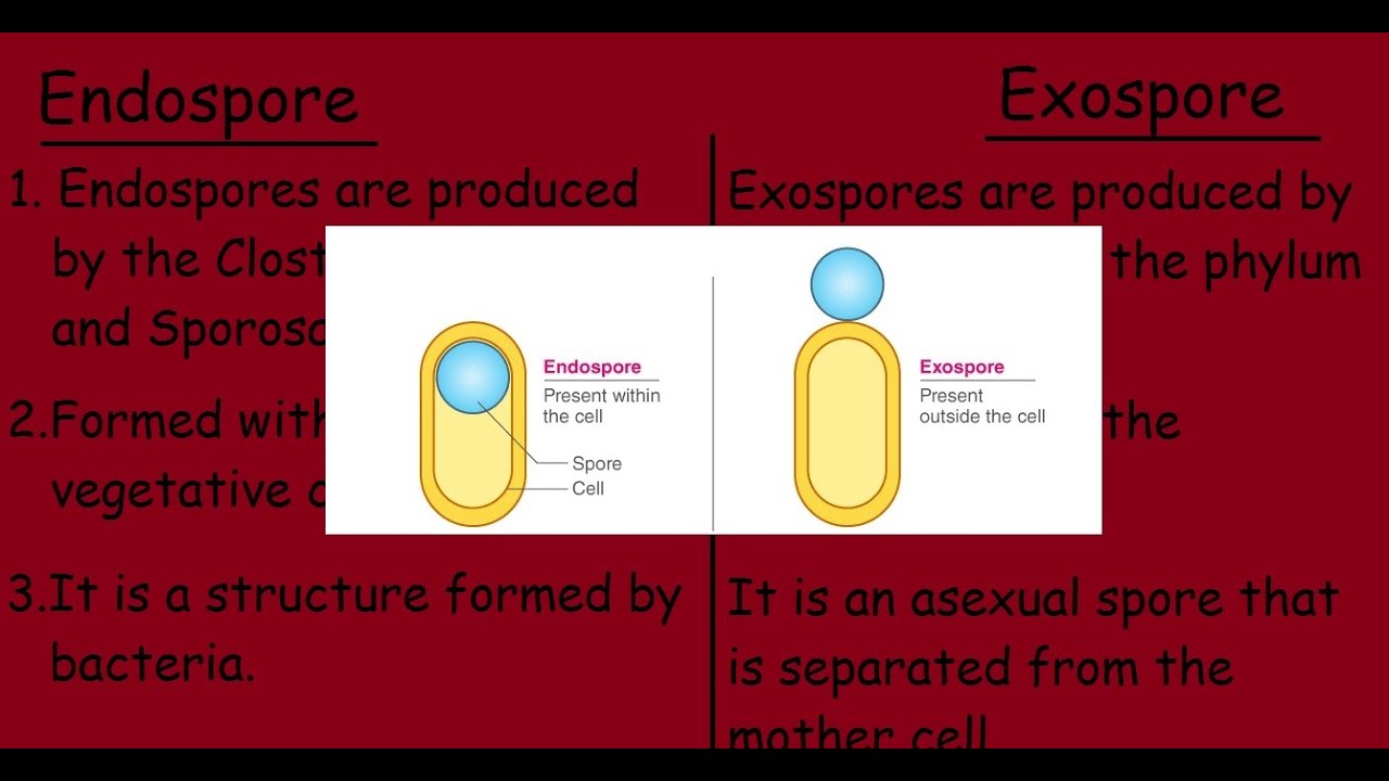 Endospore Vs Exospore (Quick Differences And Comparison)| - Youtube
