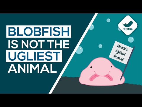 Why BLOBFISH is NOT the ugliest animal in the world?
