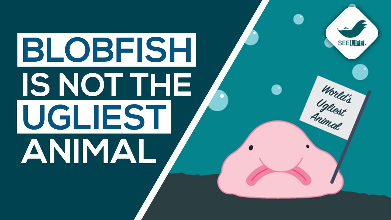 The Blobfish Isn't Really That Ugly