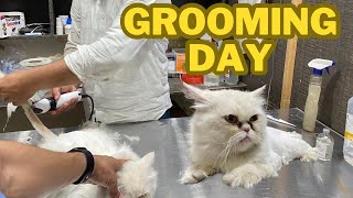 Grooming day for cat