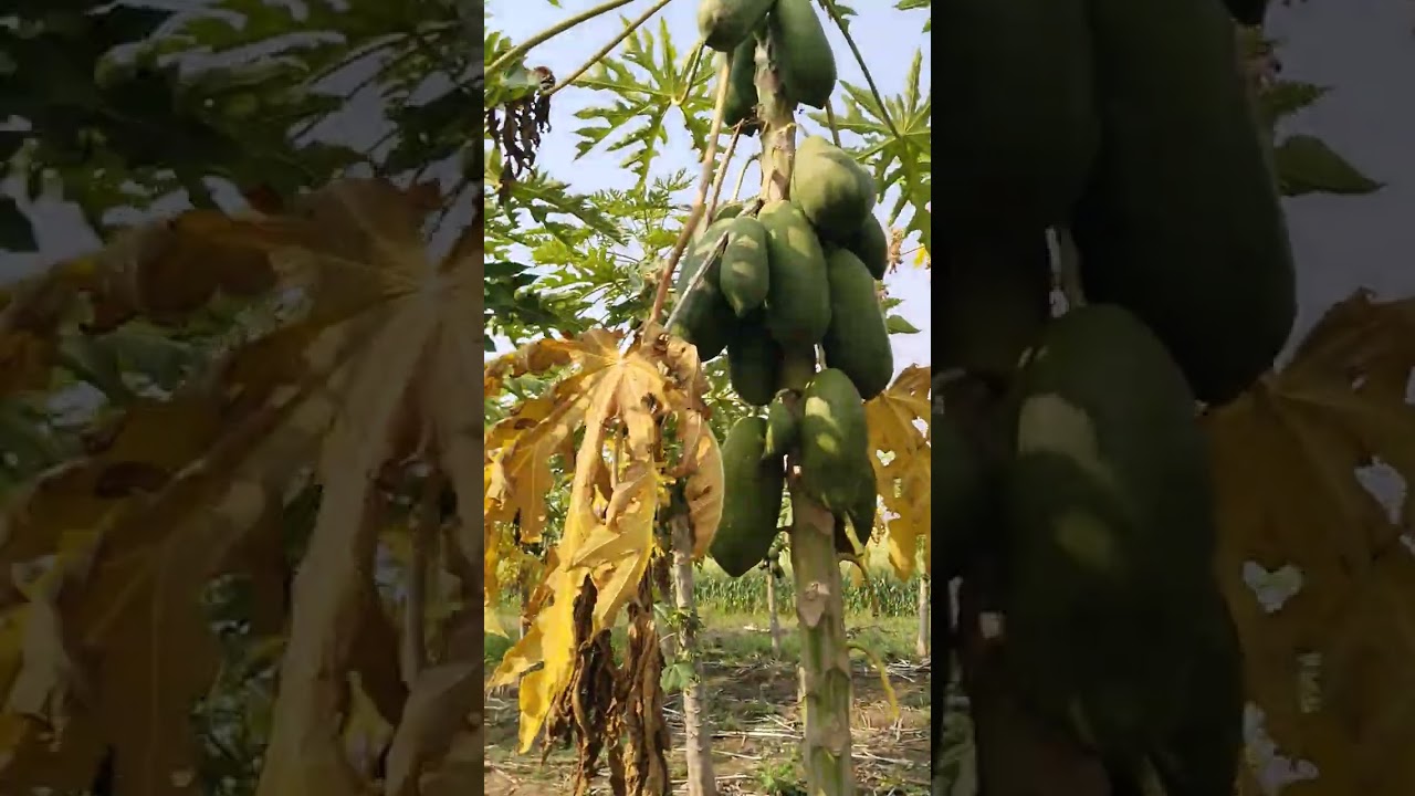 22/2/2026 -पपीता तुडाई 