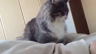 ふみふみして起こす猫 ノルウェージャンフォレストキャットA cat comes to wake a person.Norwegian Forest Cat.