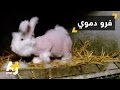 تعذيب الأرانب في فرنسا من أجل فروها تعذيب الأرانب في فرنسا من أجل فروها