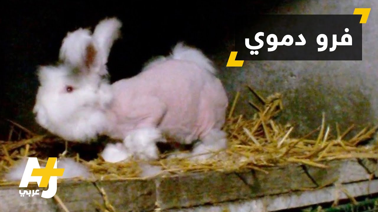 تعذيب الأرانب في فرنسا من أجل فروها