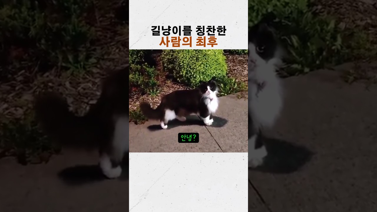 길냥이를 귀엽다고 칭찬한 사람의 최후 ㅋㅋ