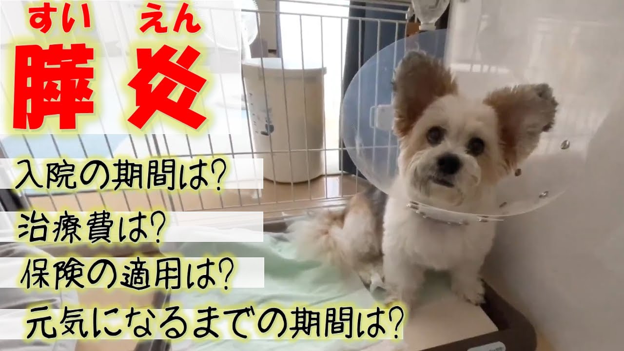 我が家の愛犬が膵炎になっちゃいました。症状や、入院期間・治療費など元気になるまでをまとめてみました。