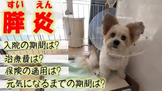 我が家の愛犬が膵炎になっちゃいました。症状や、入院期間・治療費など元気になるまでをまとめてみました。