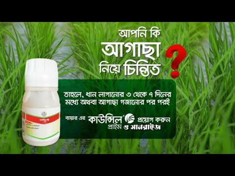 Suvli qoramagizning eshagi