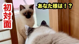 ついに先住猫トップと初対面する保護子猫エミリー