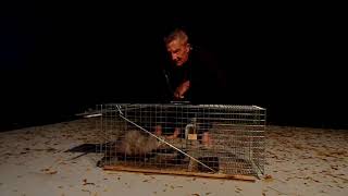 Possum release from a live catch trap