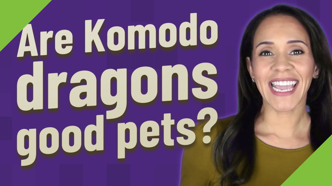 Are Komodo Dragons Good Pets?