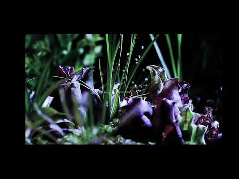 Video: Nepentes (Nepenthes) - Böcəkverici Bitki, Növlər, Saxlanma şəraiti, Transplantasiya, çoxalma