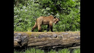 2 Grizzly Bears Eating Spring Grass at Khutzeymateen Valley BC Canada 2023