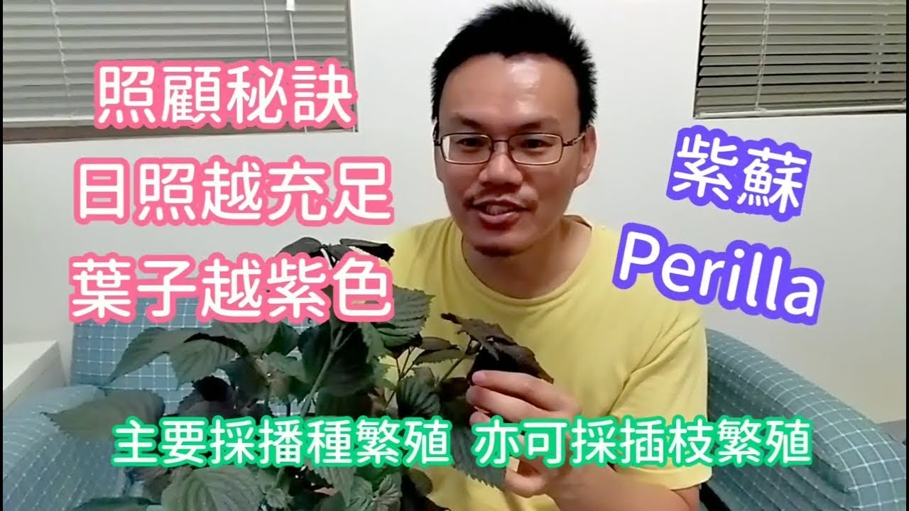 紫蘇的栽培與繁殖技巧how To Grow Perilla Youtube