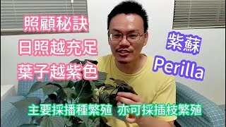 紫蘇的栽培與繁殖技巧How to grow Perilla 