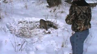 Bobcat #1 catch and release 12-29-13