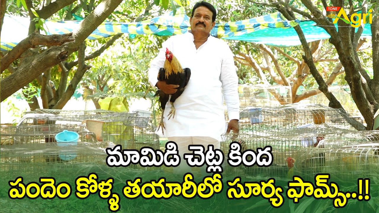 Pandem Kollu Pempakam | మామిడి చెట్ల కింద పందెం కోళ్ళ తయారీలో సూర్య ఫామ్స్... Tone Agri