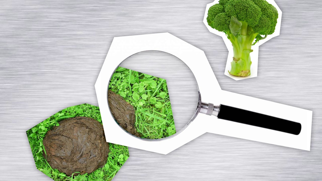 Historie Wageningen Food Safety Research YouTube