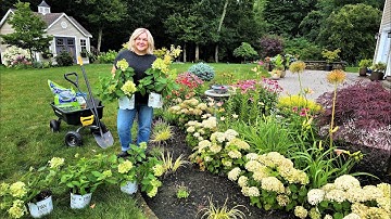 Gorgeous & Compact Hydrangeas! Swapping Wee White Hydrangeas to Firelight Tidbit Hydrangeas