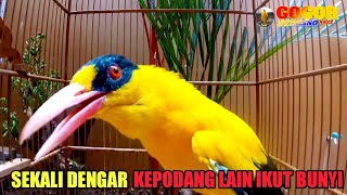KICAU suara kepodang emas gacor EMOSI TARUNG ini menjadikan burung kepodang gacor NYAUT SEKETIKA