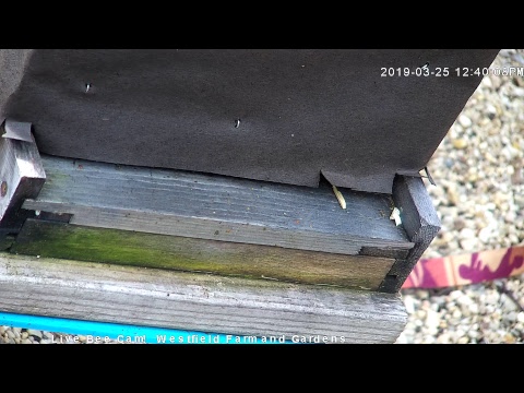 Live Honey Bee CAM - 1080p HD 24/7 Like & Share Us! Through Awareness - we're saving the bees!