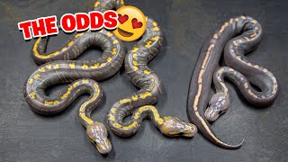 What are these! Big News for Us!