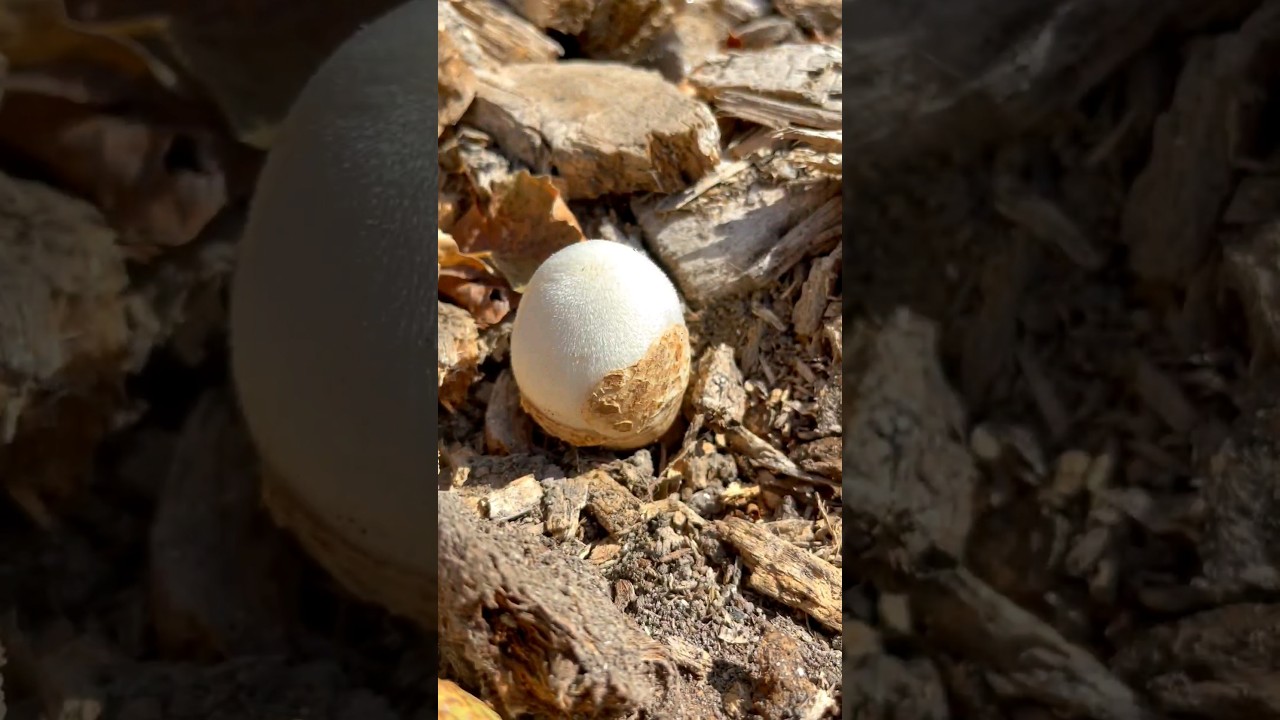 Шок! Яйцо растёт из земли🤔 Редкий гриб, произрастает из вольвы.Необычные грибы Volvariella Mushroom