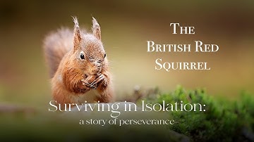 Uk Wildlife |A look at the story of Red Squirrels and an uncertain Future of another British native.