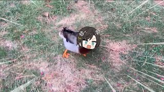 Subaru duck protect her fellow ducks | Animal hololive