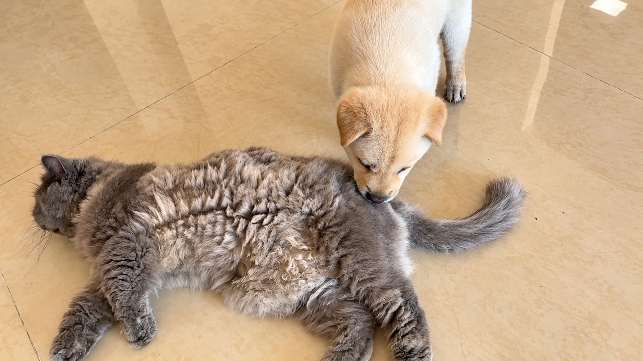 White Puppy Sniffs Gray Cat and Gets Gentle Swats in Return