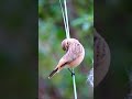 🌿 पक्षियों की सुरक्षा करना हर किसी की जिम्मेदारी है | याशीपेंग पक्षी पुकार  #birds #birdsong #nature
