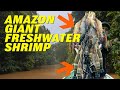 Amazing Fishing Giant Freshwater Prawn